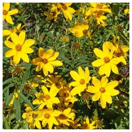 Everwilde Farms - 1/4 Lb Swamp Marigold Native Wildflower Seeds - Gold Vault