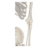Buddy the Budget Skeleton-1021930 - Human Skeleton Anatomical Model -