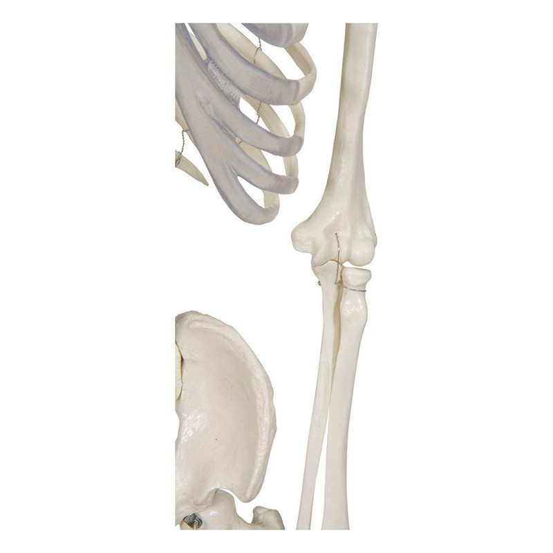Buddy the Budget Skeleton-1021930 - Human Skeleton Anatomical Model -