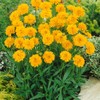 Outsidepride Yellow Early Sunrise Coreopsis Seeds - 250 Seeds Tall,