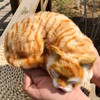 Basuo-9Q Lifelike Sleeping Tabby Cat Figurine - Realistic Curled Up