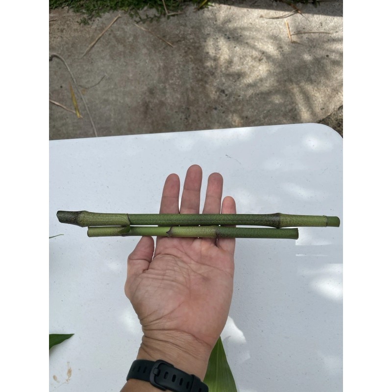 Manoa Hawaii Grown Blue Ginger Dichorisandra Thyrsiflora plant cutting 3