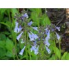 Fresh Lyreleaf Sage Salvia Lyrata Native 300 seeds Fresh From