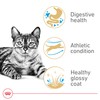 Royal Canin Feline Breed Nutrition Bengal Adult Dry Cat Food,