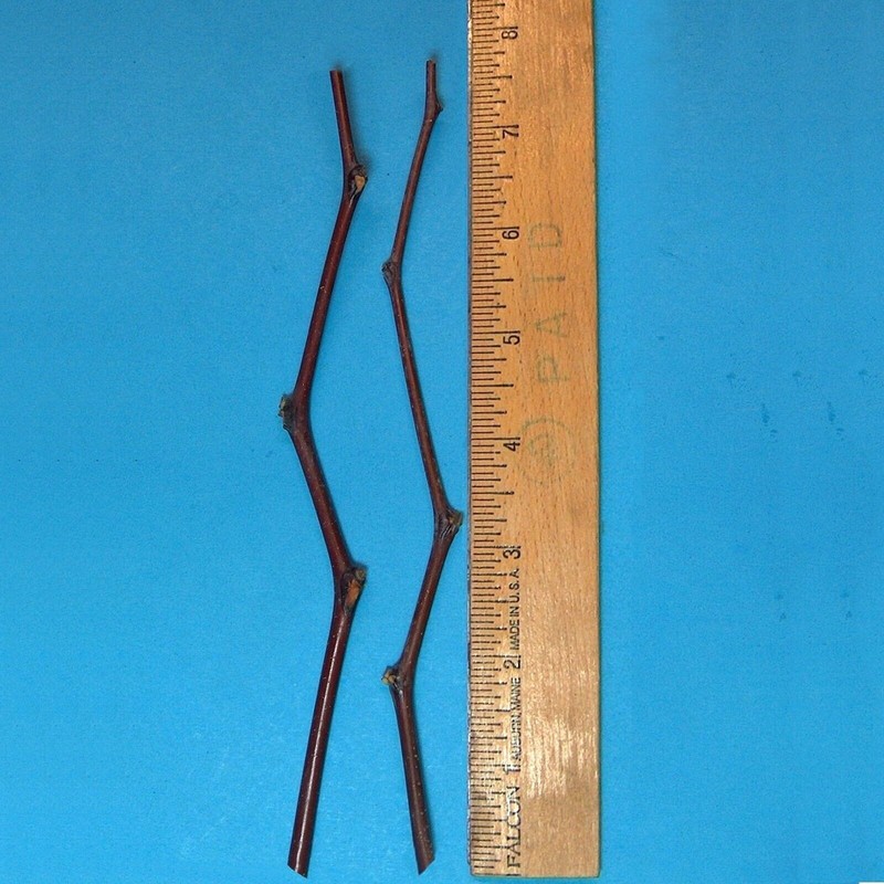Jujube T602A (2) Tigertooth Jujube Tree 8" Thin Cutting Graft