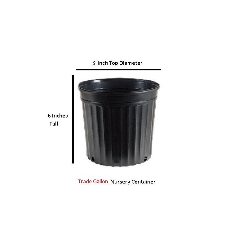 Golden Curls Corkscrew Weeping Willow - Live Plant - Trade