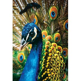 Interdruk PUZ250CN1P Puzzle Peacock 48 x 33 cm