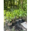 Tree Madame Francis Haitian Mango Grafted Tree 2-4 Ft Tall.