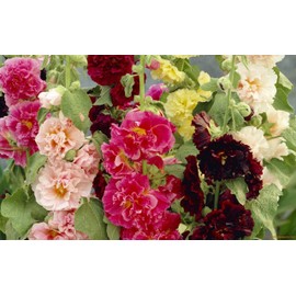 Seeds Hollyhock Major Mix Annual Beautiful Outdoor Garden Cut for Planting Non GMO