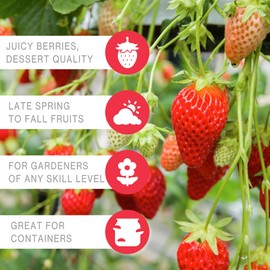 HANG & GROW Canvas Hanging Bag – 6 Holes (2" Each) with 10 Everbearing Strawberries – Ideal for Growing Fresh Strawberries in Vertical Garden Bags