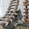 Pet Climbing Ladder Teeth Grinding Environmental Durable Flexible Wooden Ladder