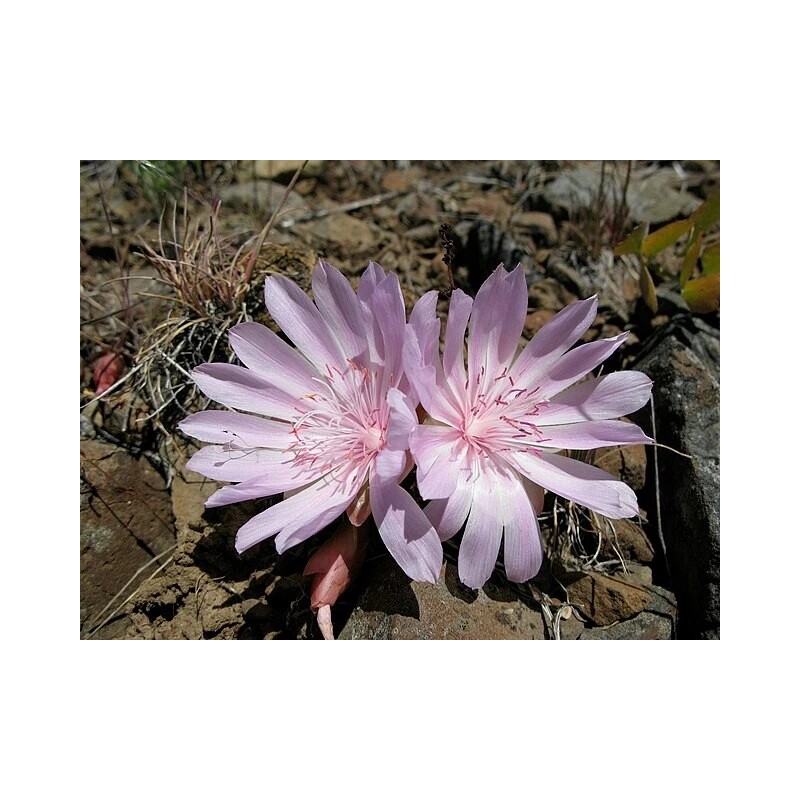 Lewisia rediviva | Bitterroot | 5 Seeds