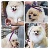 Curved Thinning Shears for Dog Grooming Scissors 8 inch Professional