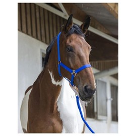 Various Various Headcollar and Lead Rope Club - Colours - Royal Blue, Size Equipment Horse - Pony