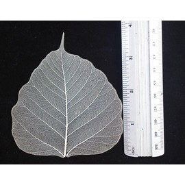 100 Pcs Bodhi Leaf Translucent Leaves Pho Bodhi Tree Veined Leaf Natural Laced Leaves Scrapbooking Craft Card Wedding (4.5-5.4 in. Natural Color)