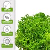 Eurofoto Iceland Moss Preserved – Moss for Crafts and Decoration