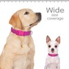 Didog Reflective Dog Collar with Buckle Adjustable Soft Neoprene Padded
