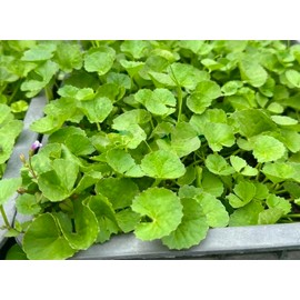 1200 Centella Seeds – Gotu Kola, Rau Má, Centella Asiatica, Asiatic Pennywort, Indian Pennywort, Brahmi, Mandukaparni – Non-GMO, Heirloom – Vegetable Seeds for Yard & Garden
