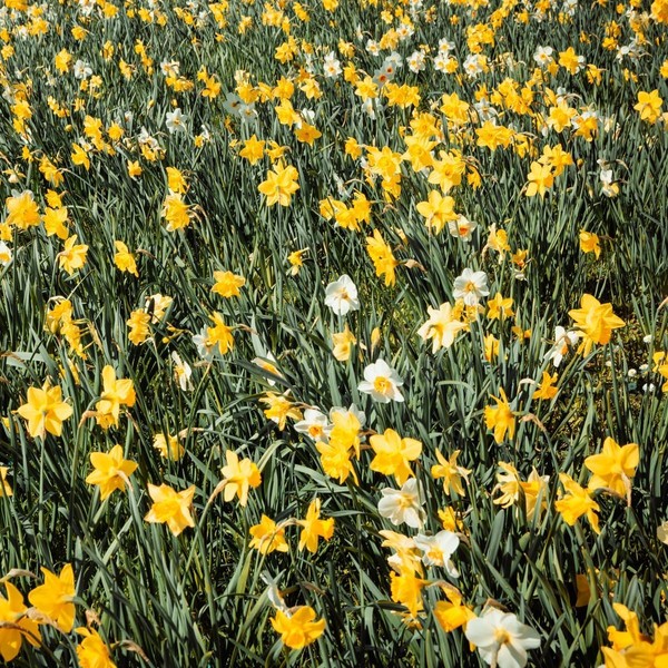 Willard & May 100-Pack Mixed Daffodil Bulbs C Bulk Pack