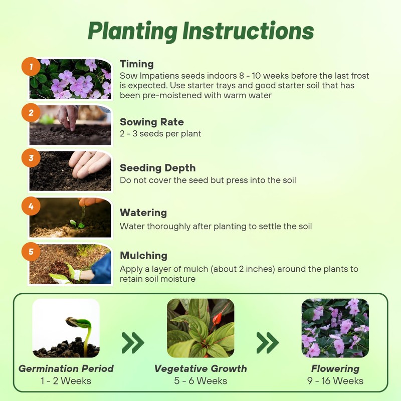 Outsidepride Extreme Lavender Impatiens Flower Seeds - 200 Pcs Annual,