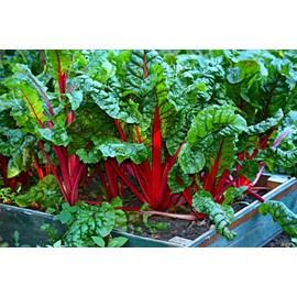 TomorrowSeeds - Ruby Red Rhubarb Swiss Chard Seeds - 100+ Count - for 2025 Planting USA Garden Vegetable Rainbow Colorful Silver Beet Spinach Bok Choy Non-GMO Heirloom Grow Your Own Home Farm Patio