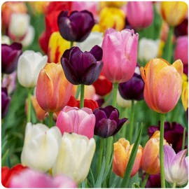 Andreas Silicone TRS-MT Multi-Colored Tulips Non-Slip Square Trivet/Pot Holder/Hot Pad, 100% Cotton, Dishwasher Safe, Hot Dishes, Protect Hair Iron, Safe up to 600°F
