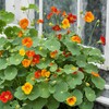 30 Pcs Nasturtium Flower Seeds for Planting with Mixed Colors