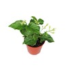 Arabian Jasmine Sambac - 4" from California Tropicals