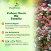Outsidepride Mix Verbena Seeds for Planting - 1000 Pcs. Annual,