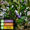 Leccino Olive Tree - Olea europaea by Wellspring Gardens -
