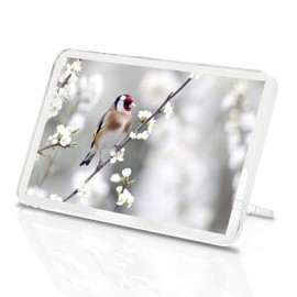1 x Fridge Magnet -Goldfinch Bird Classic Fridge Magnet - Wildlife Birds Flower Animal #15679