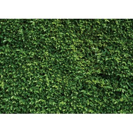 SJOLOON 7x5ft Green Leaves Wall Backdrop Birthday Party Photography Backdrops Spring Newborn Baby Shower Photo Backdrop Banner Wedding Photo Background Vinyl Studio Booth Props 10923