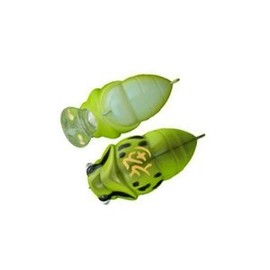 D-3 custom lures Crankbait Fukushika Shallow 1.5 inches (39 mm), 0.25 oz (6.3 g), Frog #9 Lucky Seminar Lure