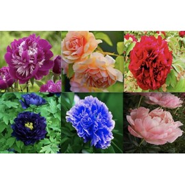 Peony Seeds Garden Plant Mixed Color Flower 10 Seeds
