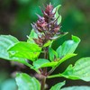 22Day Seeds: Seeds Holy Basil/Ornamental Tulsi Tree/Non GMO/Heirloom