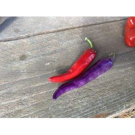 Buena Mulata Spicy Purple Pepper Premium Seed Packet