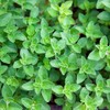 Organic Common Italian Oregano Seeds - USDA Organic, Non-GMO, Open
