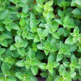 Organic Common Italian Oregano Seeds - USDA Organic, Non-GMO, Open Pollinated, Heirloom (1 Packet - 500 MG - Approx 450 Seeds)