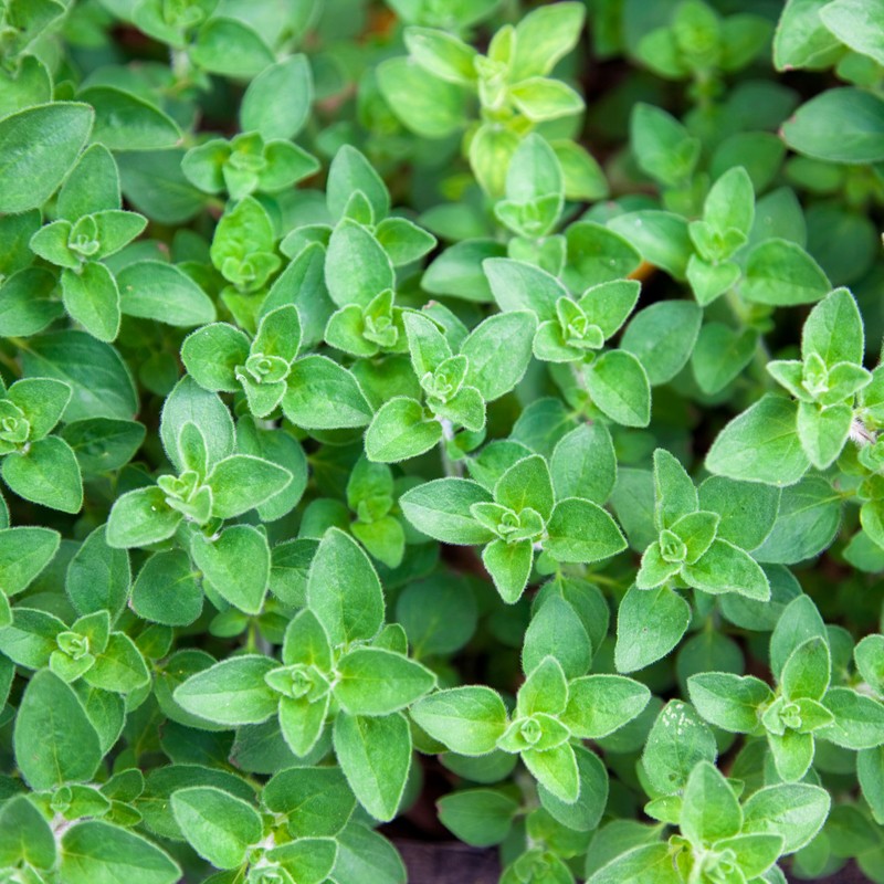 Organic Common Italian Oregano Seeds - USDA Organic, Non-GMO, Open