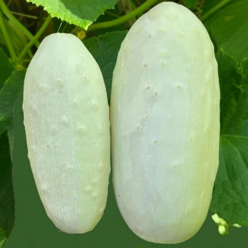 White Cucumber Seeds Vegetable White Cucumber for Planting Non GMO
