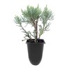 Blue Pfitzer Juniper - 10 Live Plants - Juniperus Chinensis