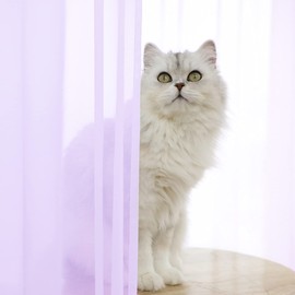 Window Purple Sheer Curtains 72 Inches Long 2 Panels Basic Rod Pocket Panel for Bedroom Children Living Room Yard Kitchen