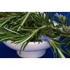 Seeds Rosemary for Planting Non GMO Heirloom