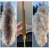 15000 Typha Latifolia Cattail Seeds - Common Cat Tail -