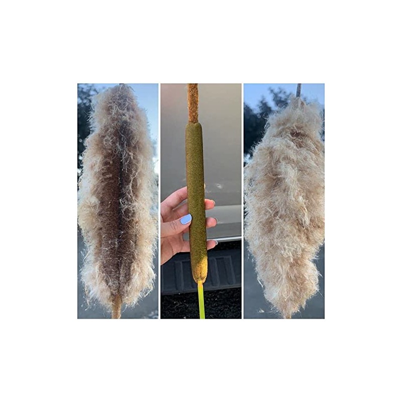 15000 Typha Latifolia Cattail Seeds - Common Cat Tail -