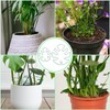 Hysagtek 6PCS Monstera Plant Support, Plant Stem Support Durable Monstera