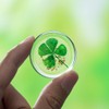 ANH3KT - 2 Pack Real Four Leaf Clover Good Luck