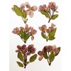 HANDI-KAFU Begonia Real Natural Dried Pressed Flowers for Resin Art