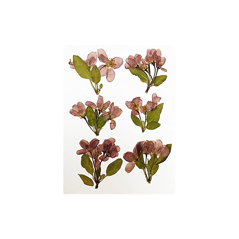 HANDI-KAFU Begonia Real Natural Dried Pressed Flowers for Resin Art