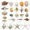 VESDORAIX 24 Kinds of Large Natural Seashells,1.2''-4.8'' 24PCS Large Seashells